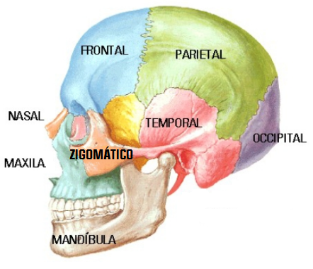 Anatomia Do Cranio