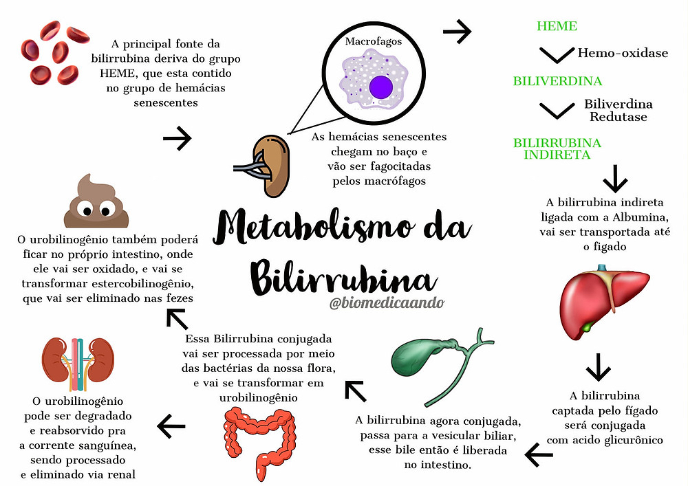 Metabolismo Da Billirubina Bioqu Mica Metab Lica