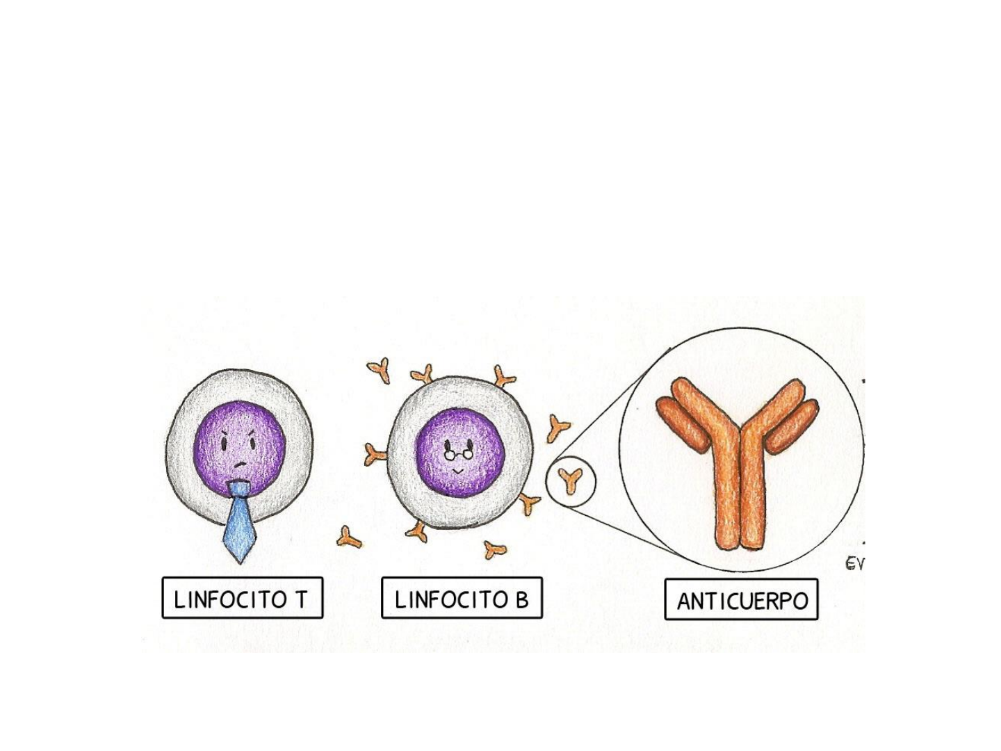 RESPOSTA IMUNE ADAPTATIVA - Imunologia