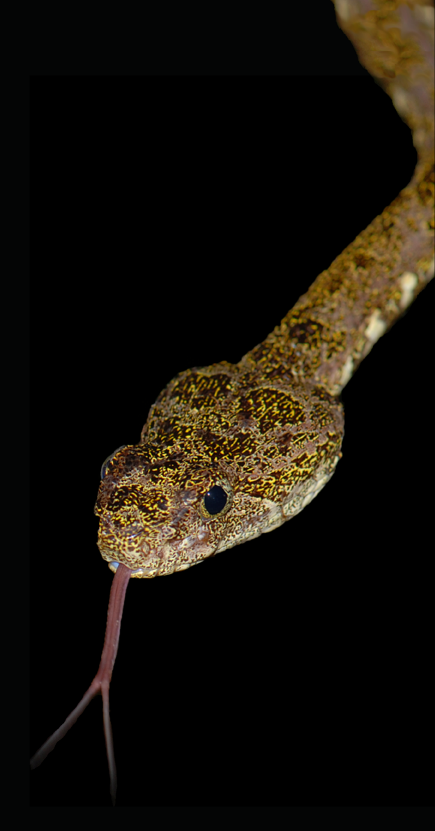 Saiba quais são as cobras do Pantanal