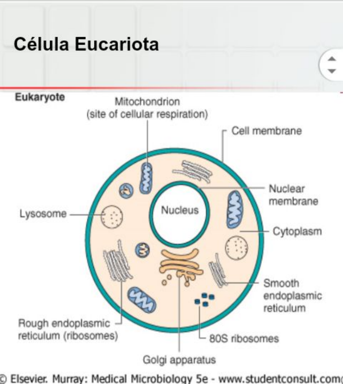 Foto Biologia Histologia E Embriologia The Best Porn Website