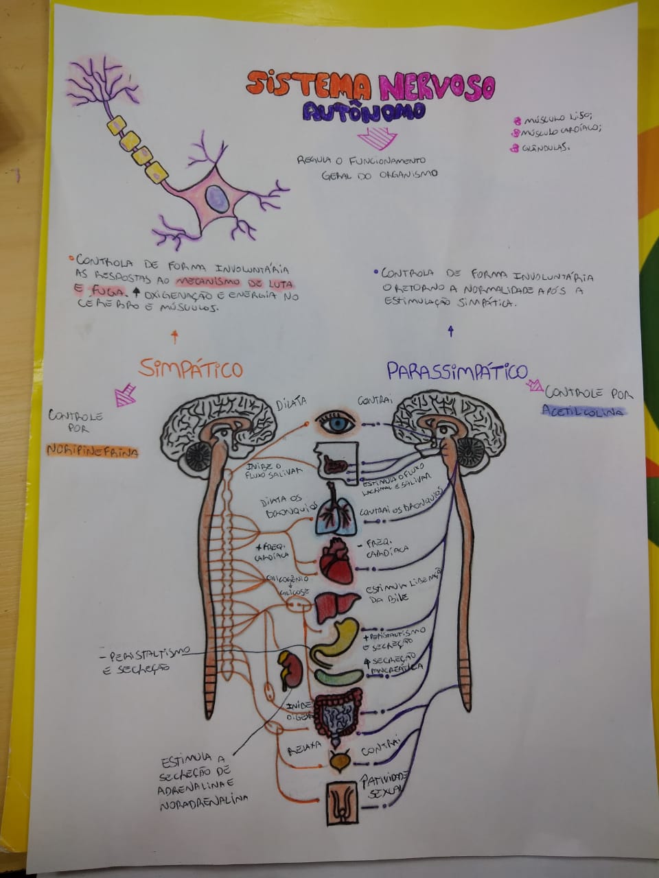 Sistema Nervoso Aut Nomo Fisiologia Veterin Ria I