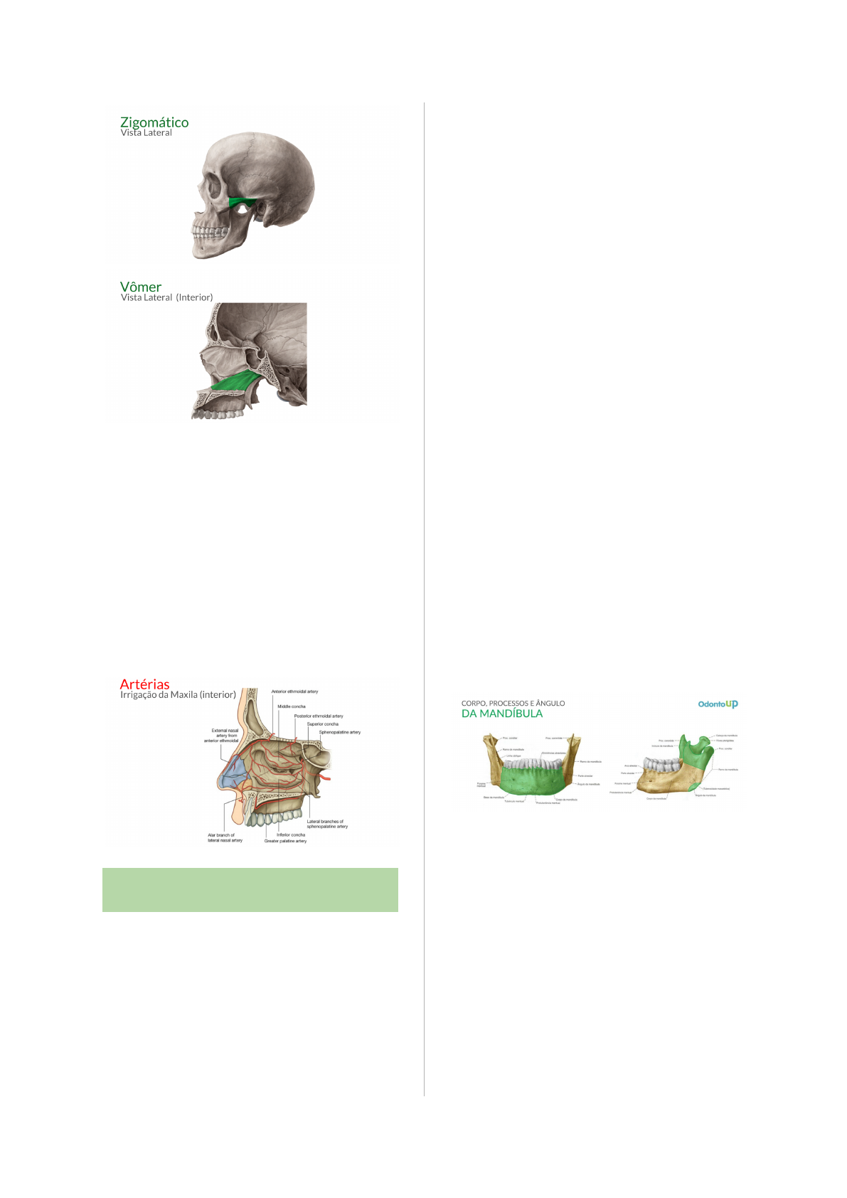 Anatomia da Mandíbula (Com Tabela Resumida do Osso) – Odonto Up