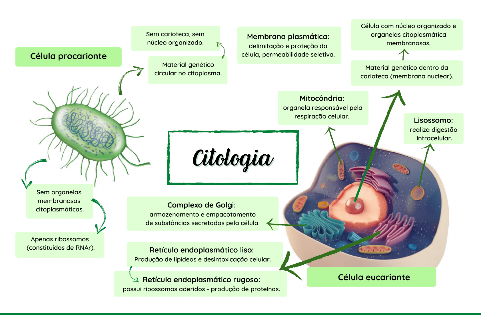 Mapas Mentais De Biologia Para O Enem Biologia