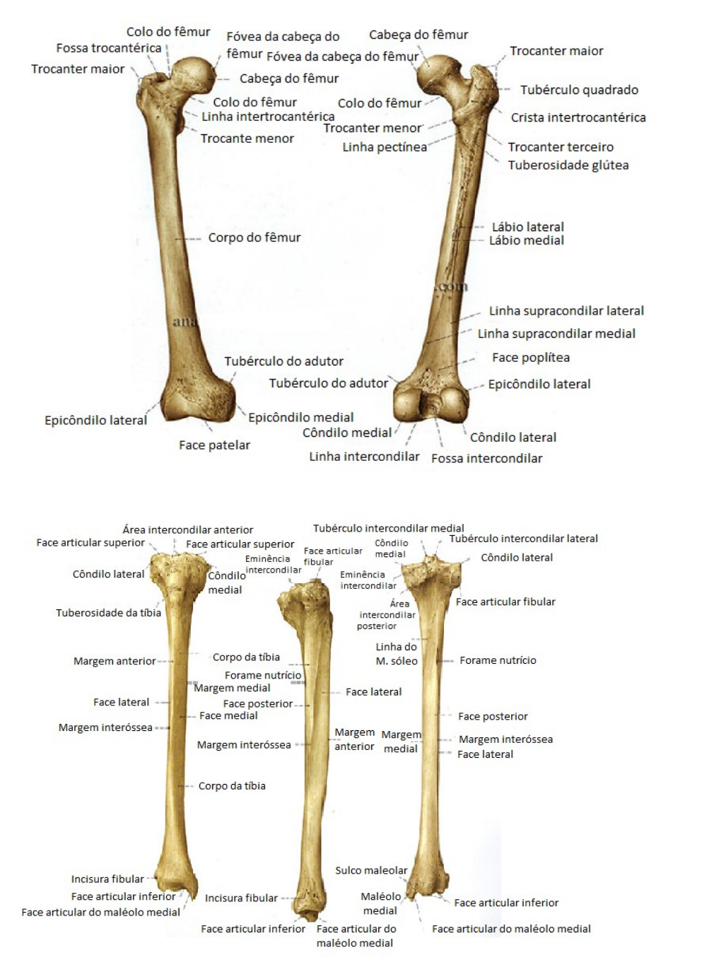 Ossos - membros inferiores - Anatomia I