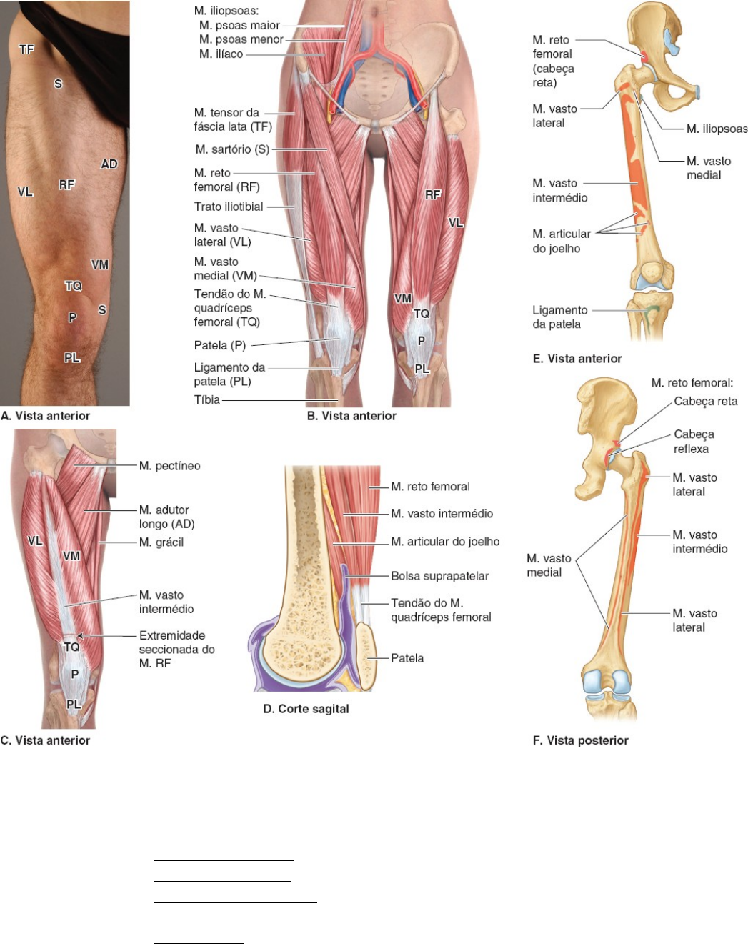 Grátis: Compartimento anterior e lateral da coxa - Resumo - Material Claro  e Objetivo em PDF para Estudo Rápido, image size:1047x1321