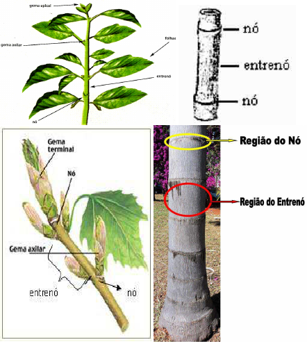 vegetais de caule subterrâneos