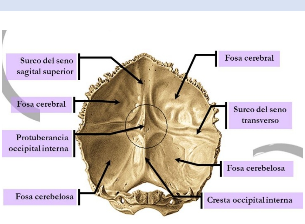 protuberancia occipital interna