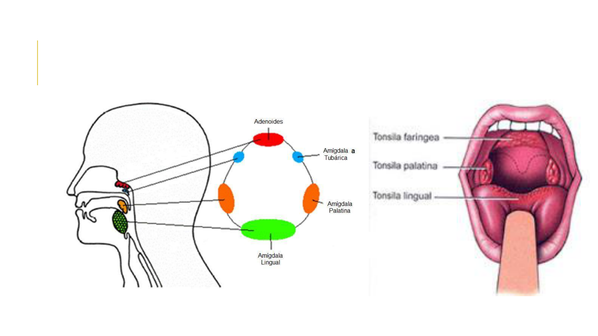 Guía de Facies Médicas y Diagnóstico | PDF | Cara | Anatomía humana, image size:1920x1080
