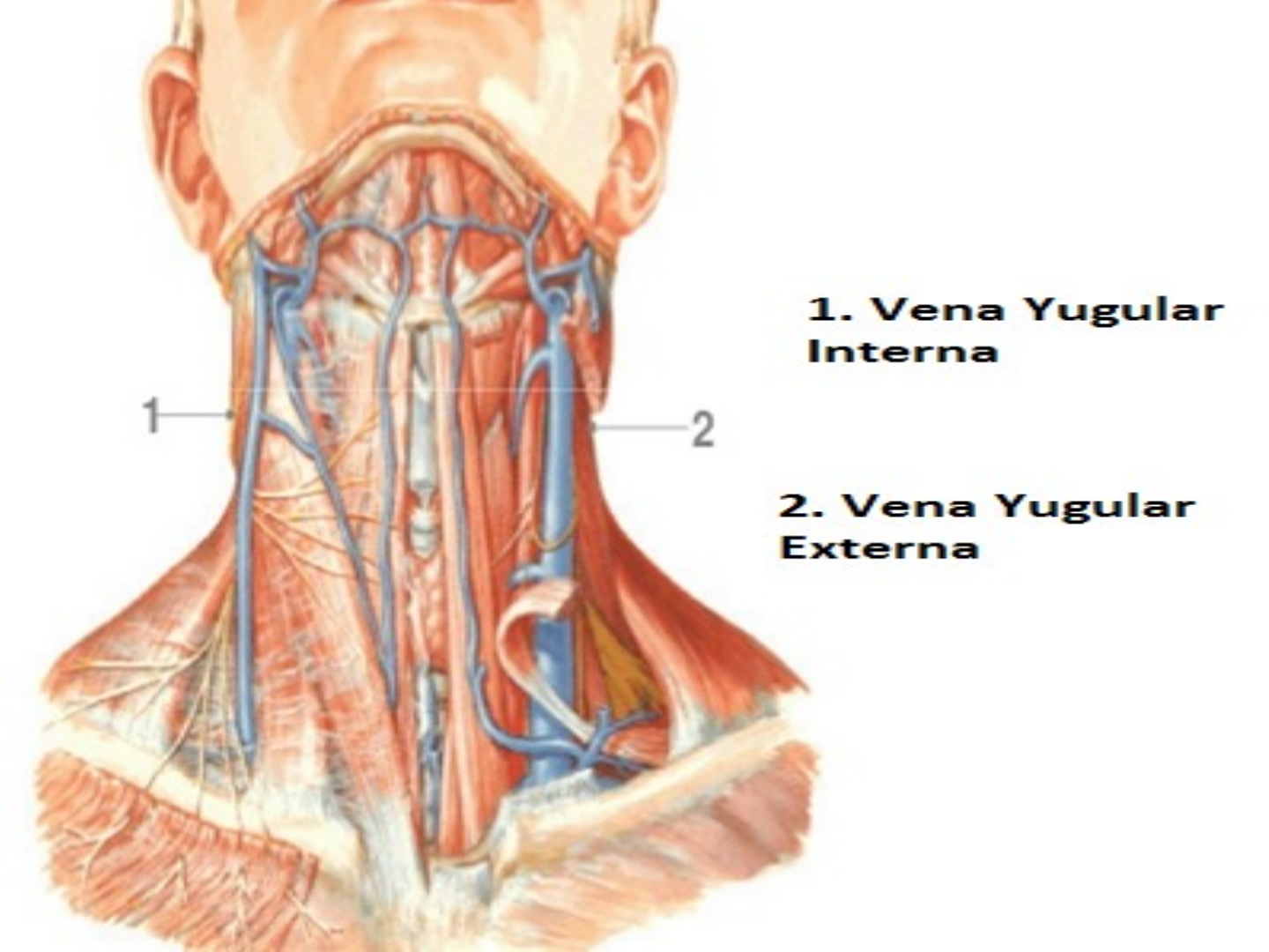 relaciones de la vena yugular interna