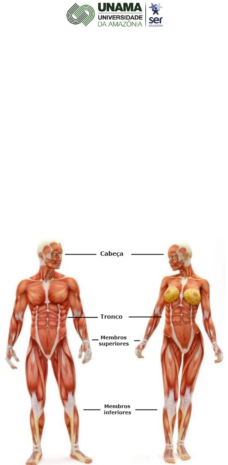 Grátis: Entenda o Corpo Humano - Suas partes, orgaos e anatomia - Material  Claro e Objetivo em PDF para Estudo Rápido, image size:751x1530