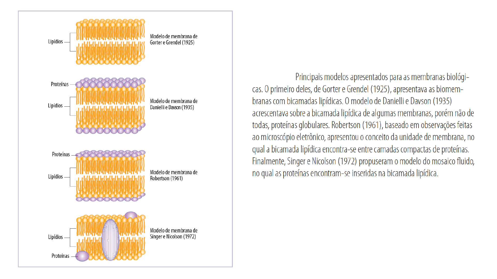 biomembrana slides - Biologia Celular