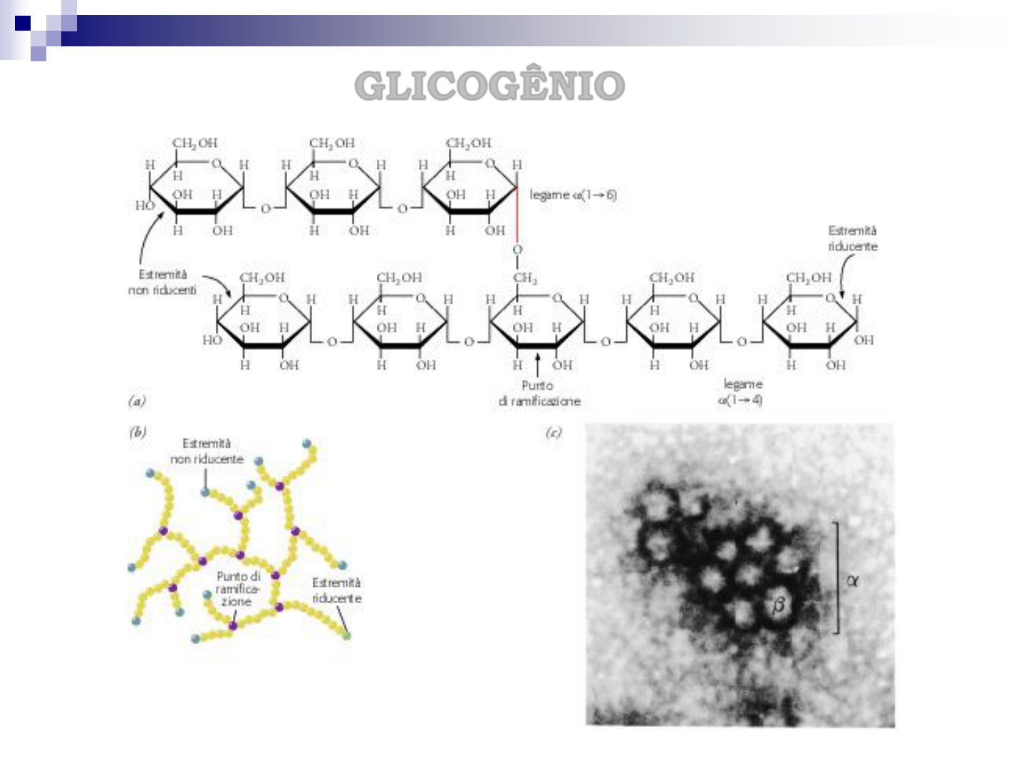 Cite Um Exemplo Para O Acúmulo De Glicogênio No Fígado