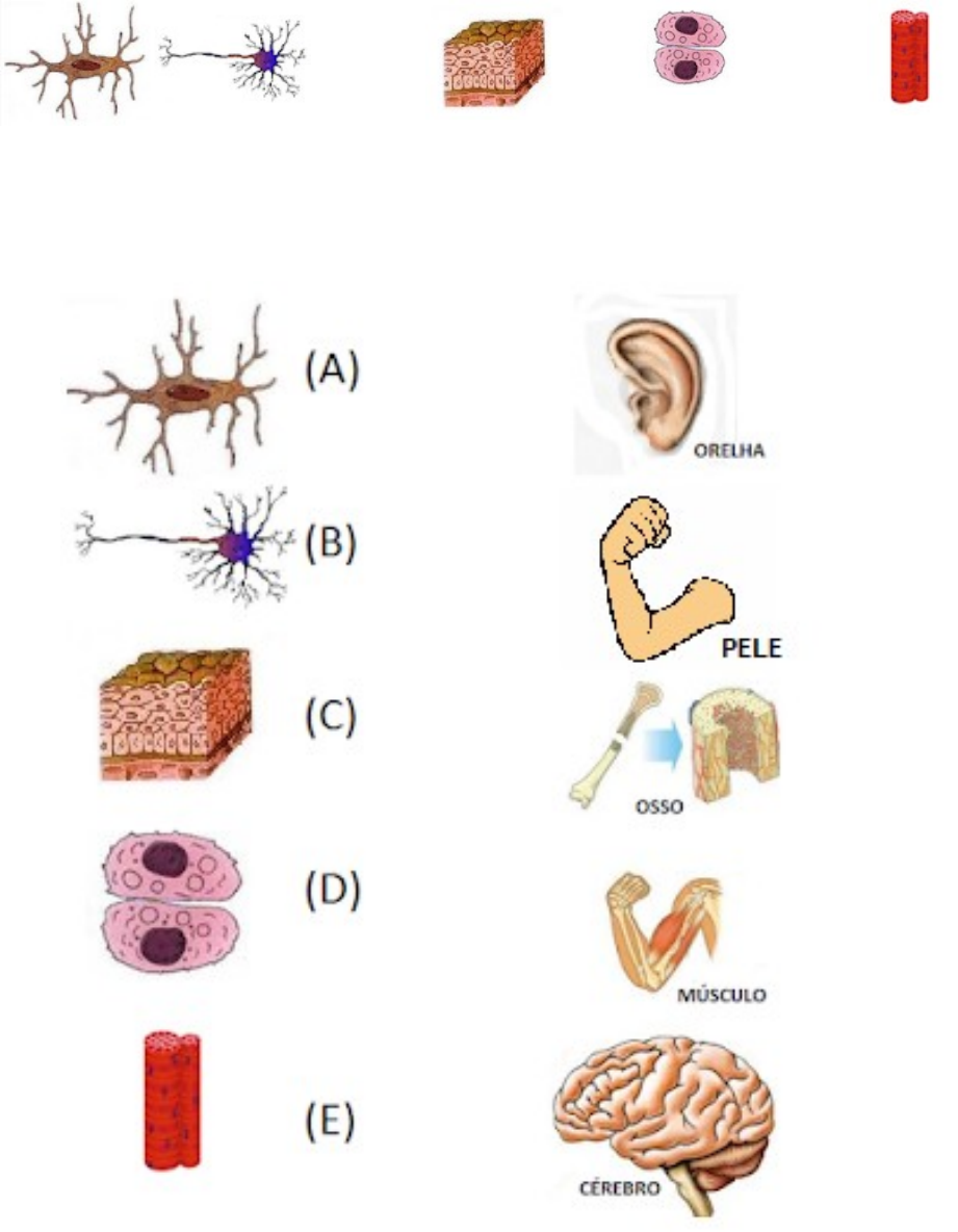 Grátis: AVALIAÇÃO DE CIÊNCIAS 6 ano tipos de tecidos - Material Claro e  Objetivo em PDF para Estudo Rápido, image size:921x1184