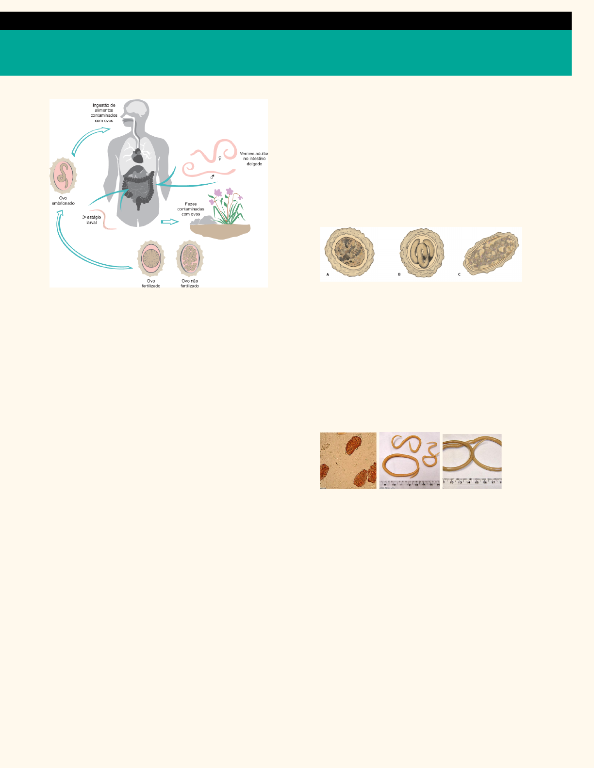 Grátis: Parasitologia Clínica - Material Claro e Objetivo em PDF para  Estudo Rápido