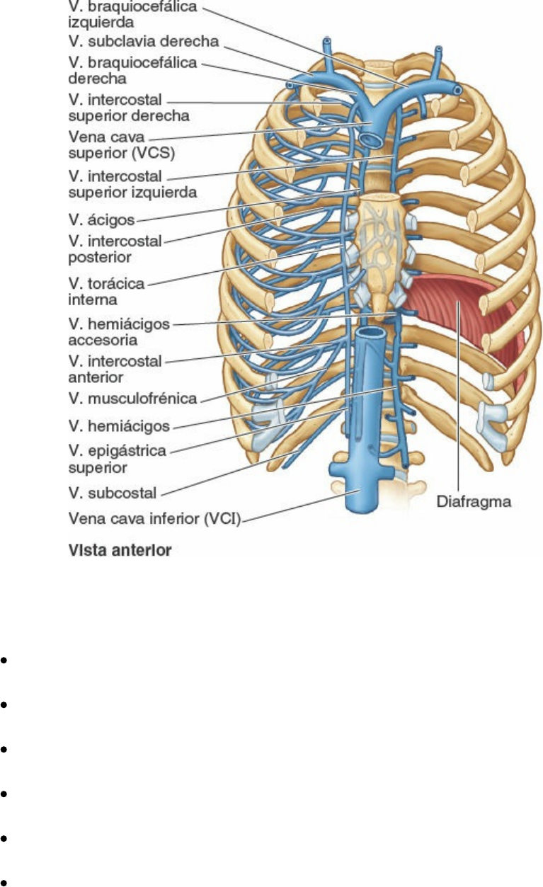 arterias intercostales anteriores