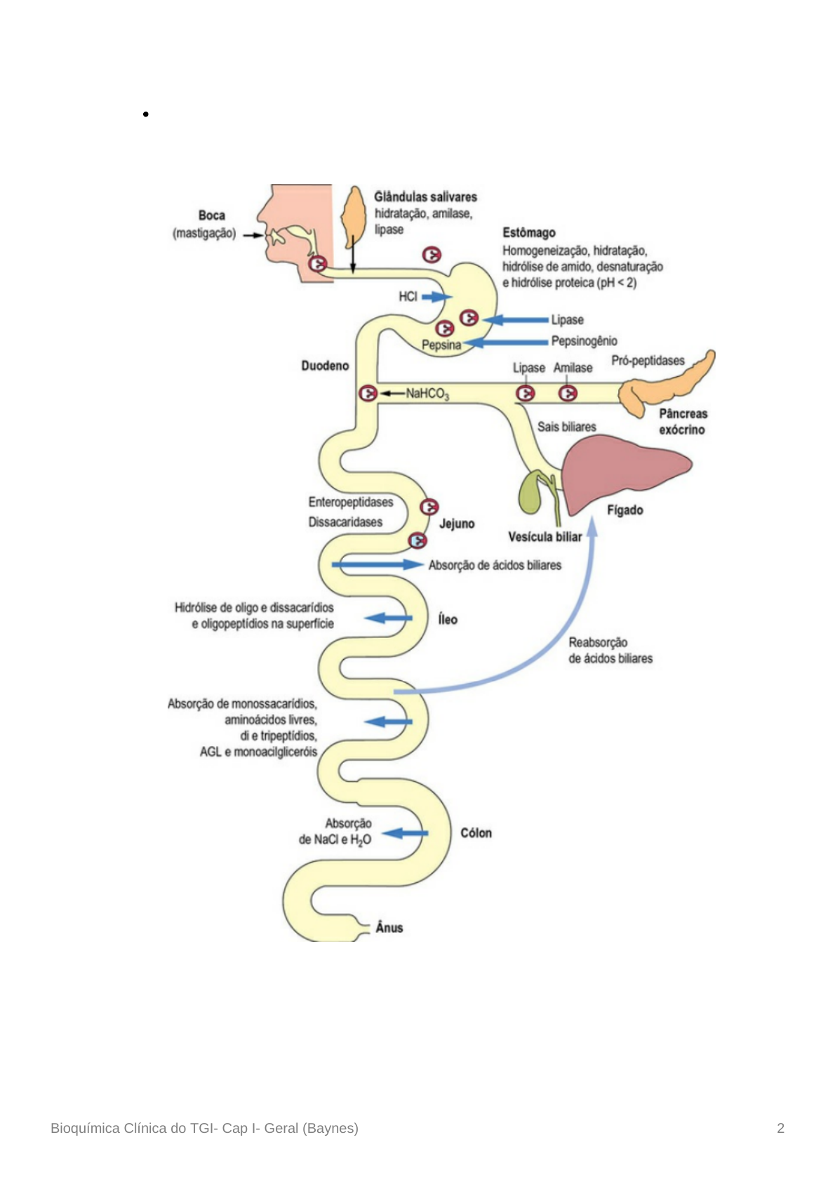 Grátis: Bioquímica Clínica do Trato Gastrointestinal-Bioquímica Fisiológica  - Material Claro e Objetivo em PDF para Estudo Rápido, image size:1190x1684