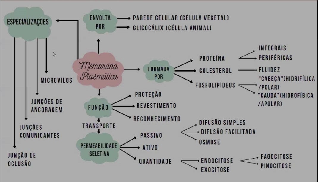 Mapa Mental Membrana Plasmática Biologia 6936