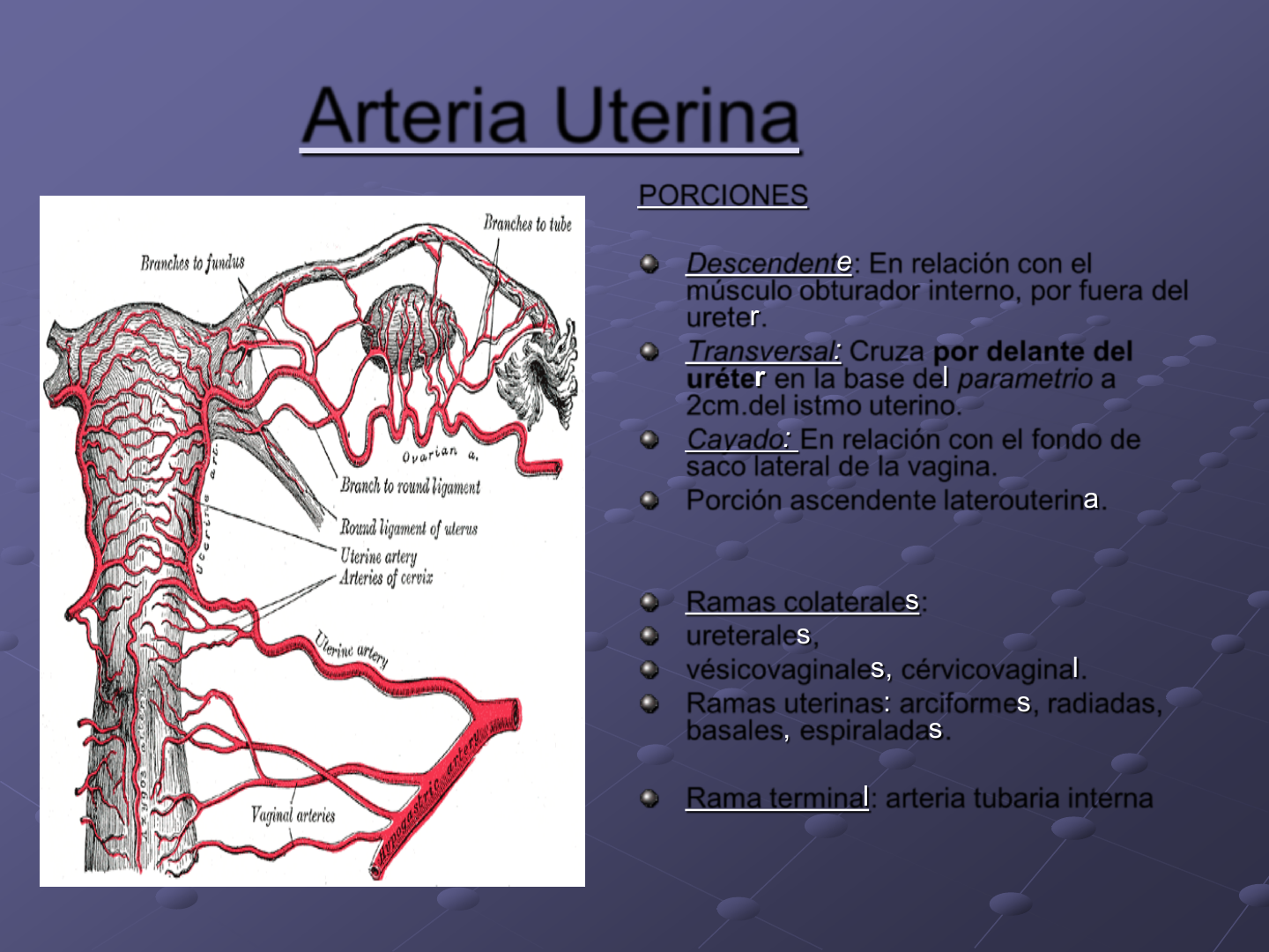 anatomía de la arteria uterina