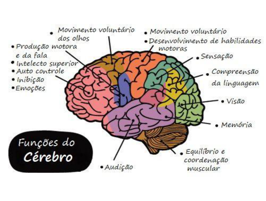 Funções Do Cerebro Pensamento E Linguagem 4059