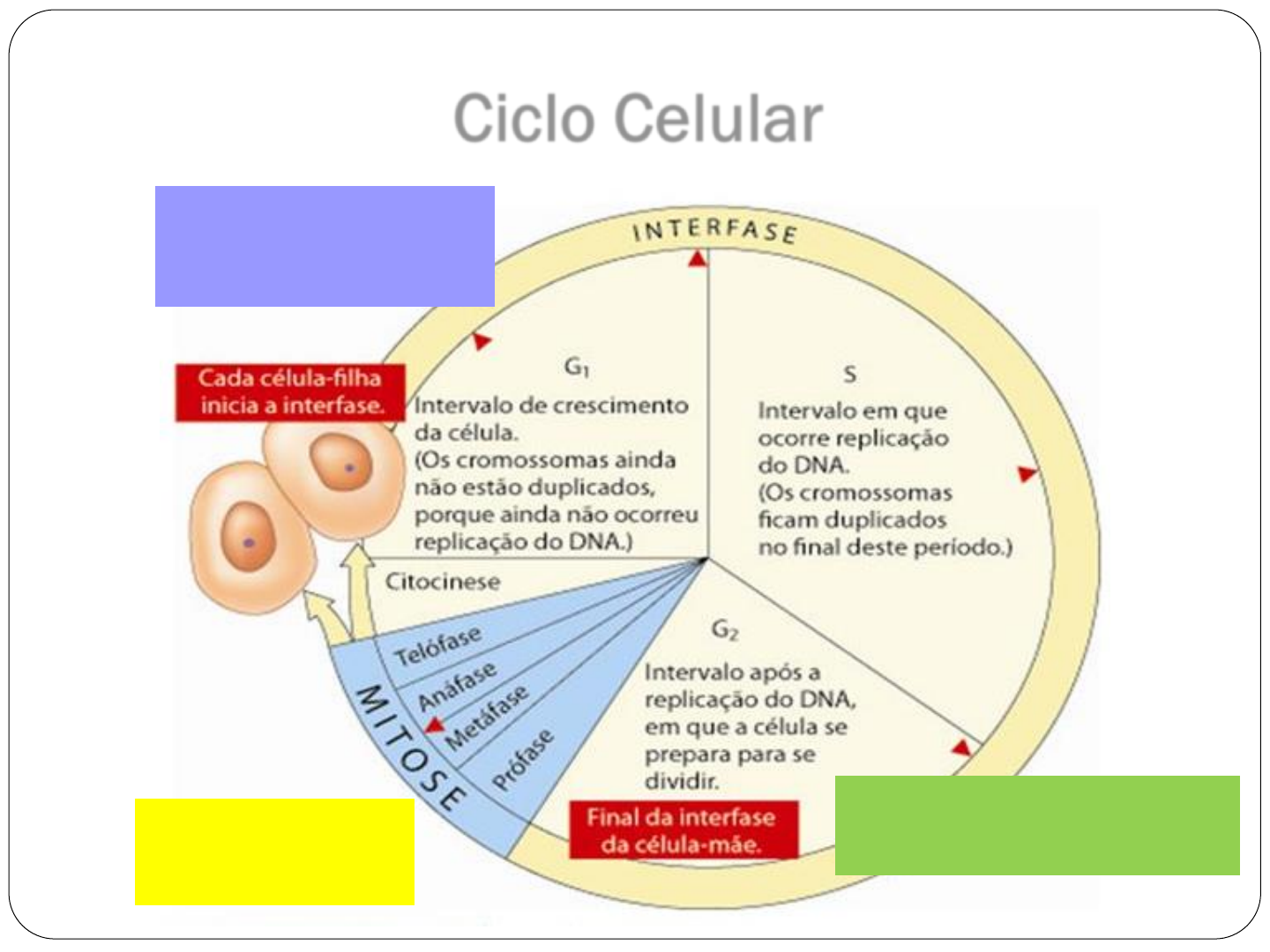 Pdf De Nucleo E Diviso Celular