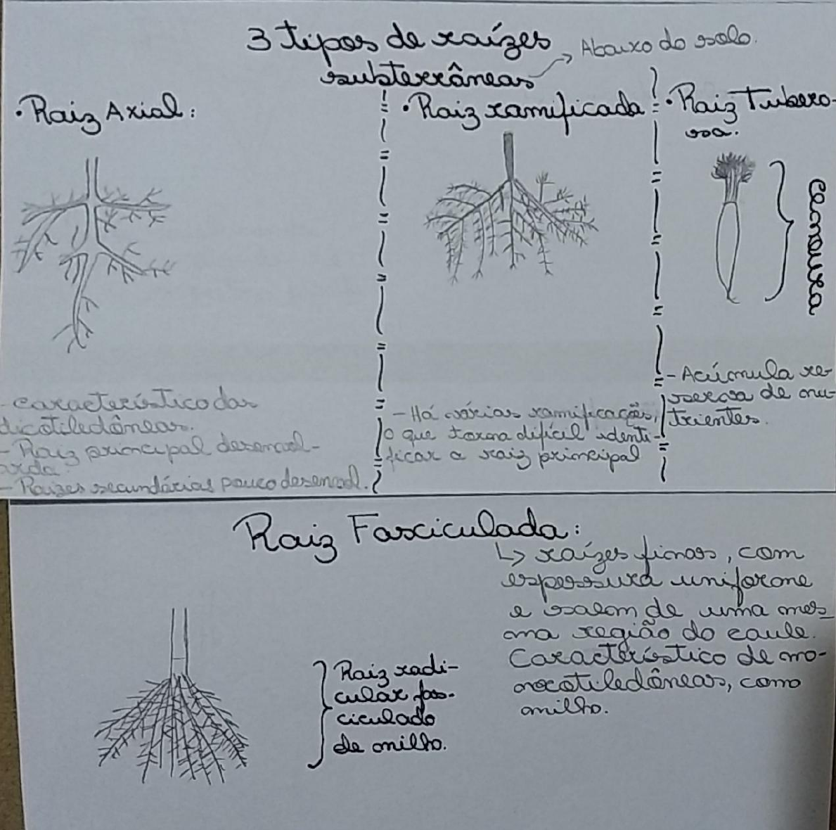 Relatório Biologia Vegetal Tipos De Raízes E Caule Biologia Vegetal Ii 4666