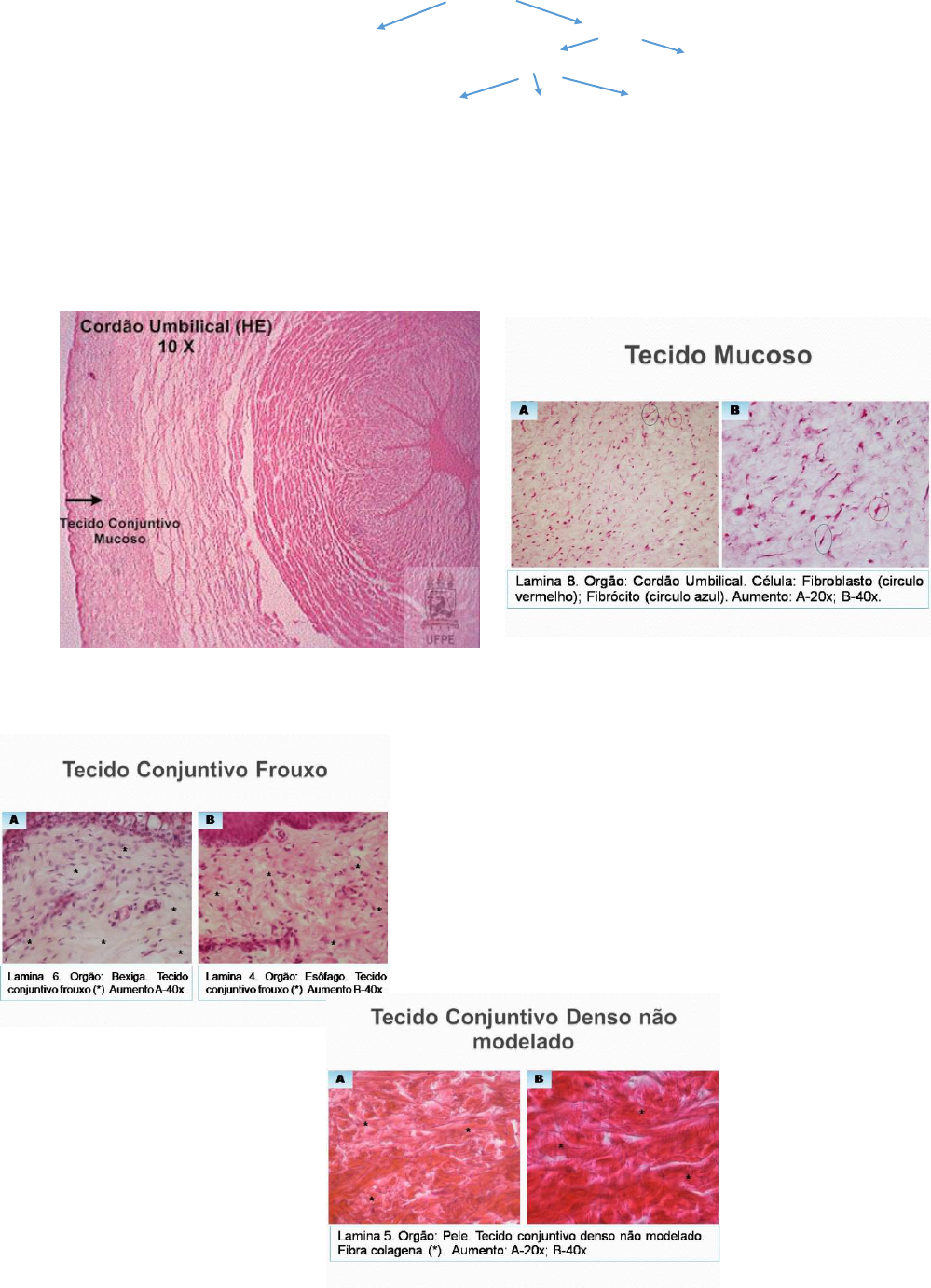 tipos de tecido conjuntivo frouxo