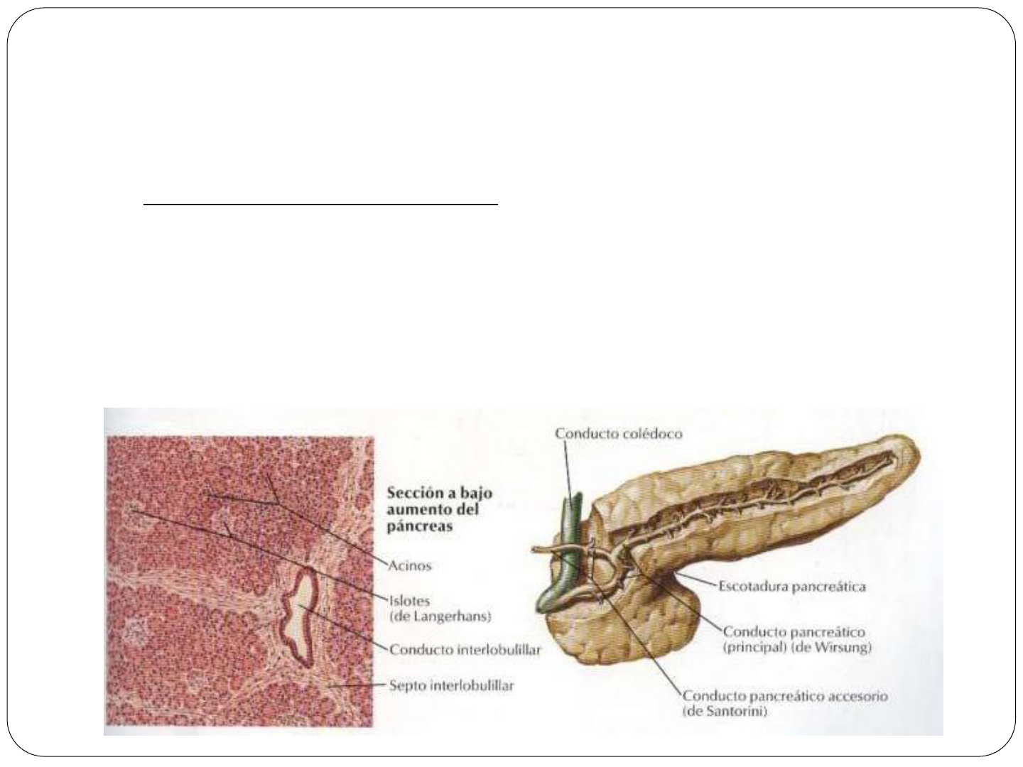 conducto pancreático accesorio