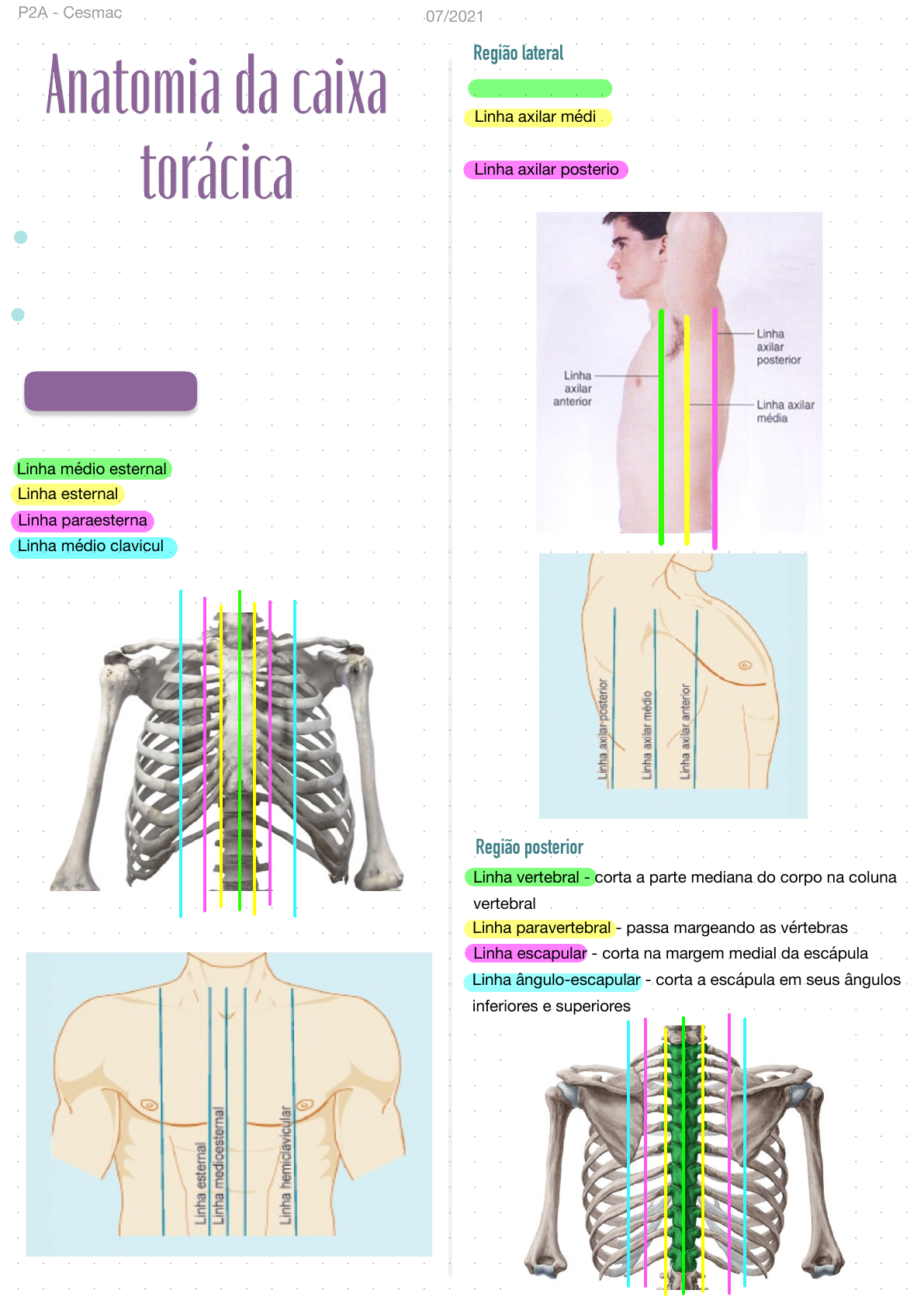 Anatomia Da Caixa Tor Cica Anatomia Humana I