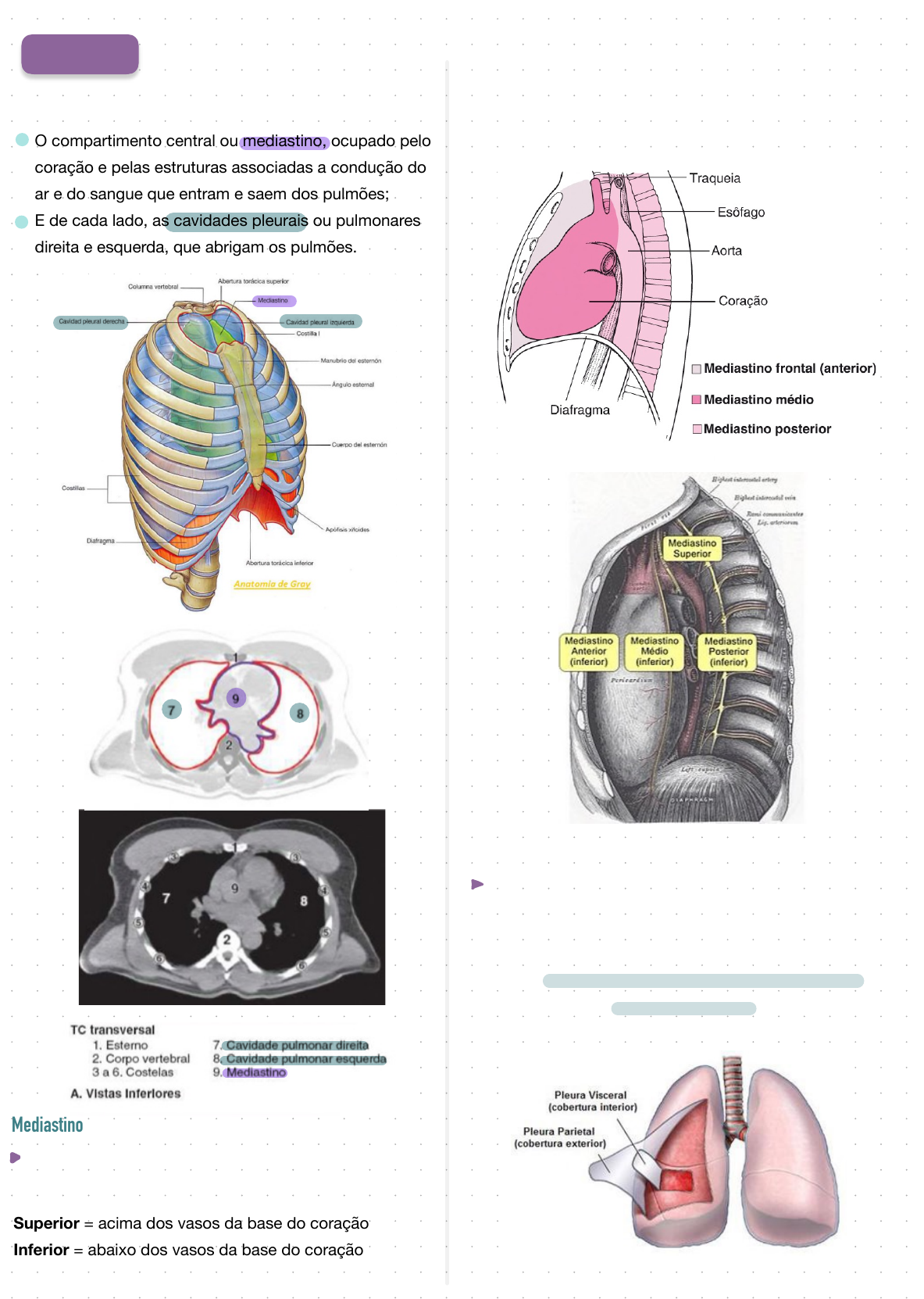 Anatomia Da Caixa Tor Cica Anatomia Humana I