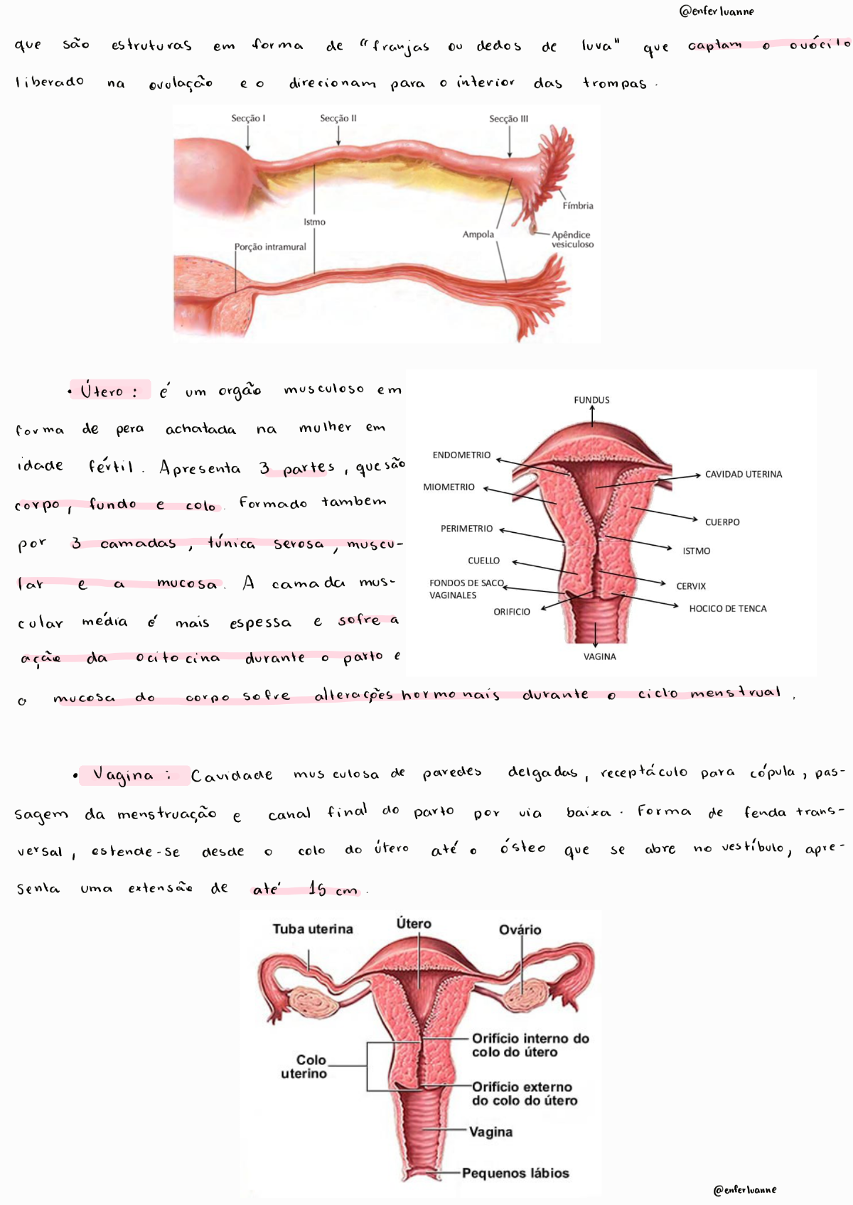 Anatomia Fisiologia E Endocrinologia Do Sistema Reprodutor Feminino Saúde Da Mulher 