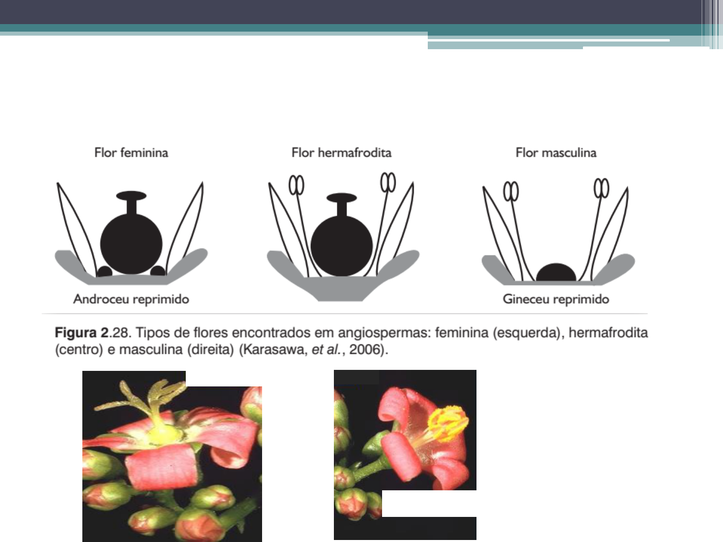 Processos de polinizacão - Melhoramento Vegetal