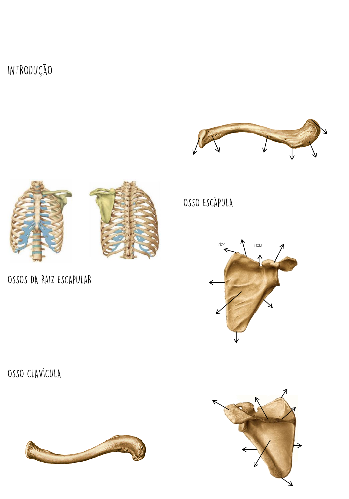 Educação Física 2.0 - A cintura escapular é composta pelos 2 pares de ossos  da escápula e da clavícula, ou seja, é o conjunto de ossos que conecta os  ombros ao tronco.