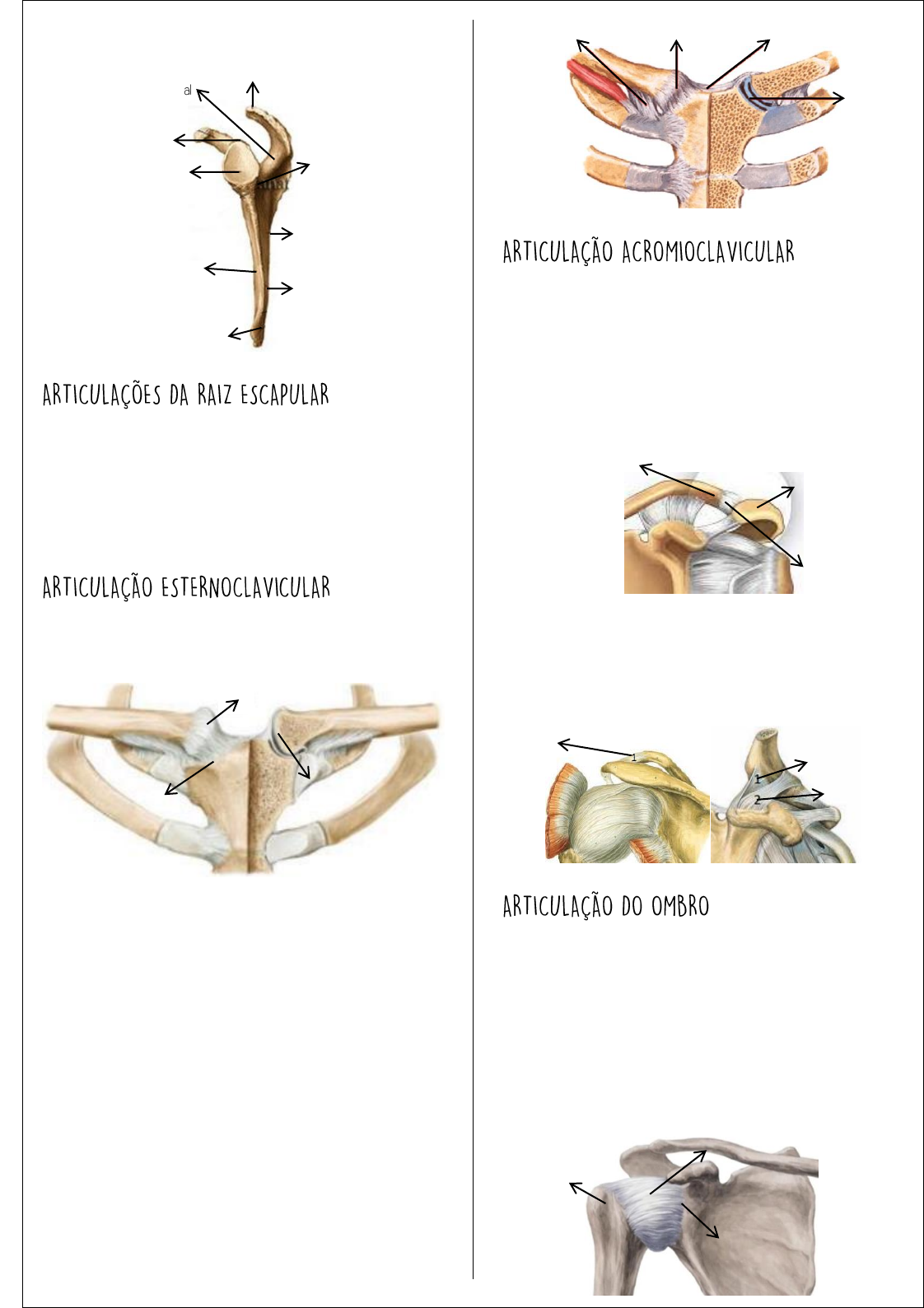 Cintura Escapular - Anatomia I