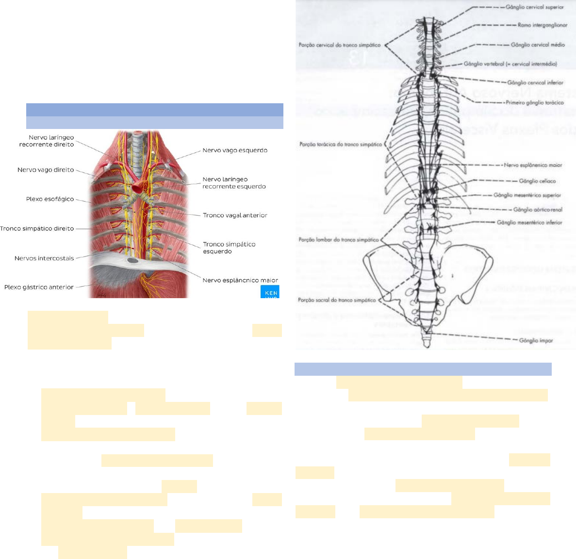 ganglio cervical medio