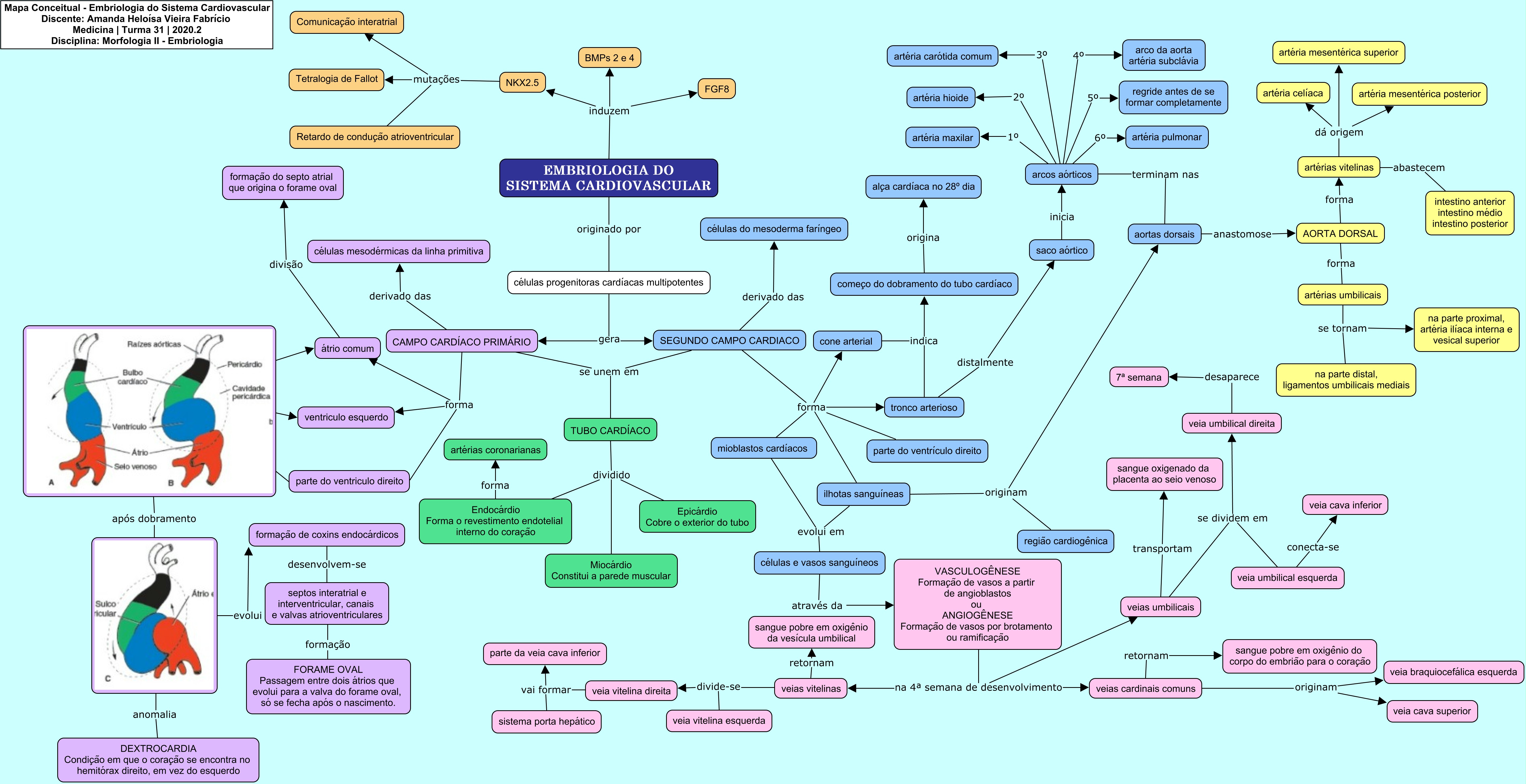 Mapa Conceitual Sistema Cardiovascular Embriologia Embriologia The