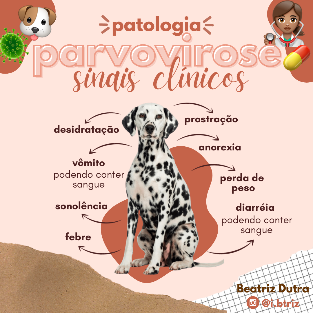 Sinais Clínicos da Parvovirose Clínica Médica I