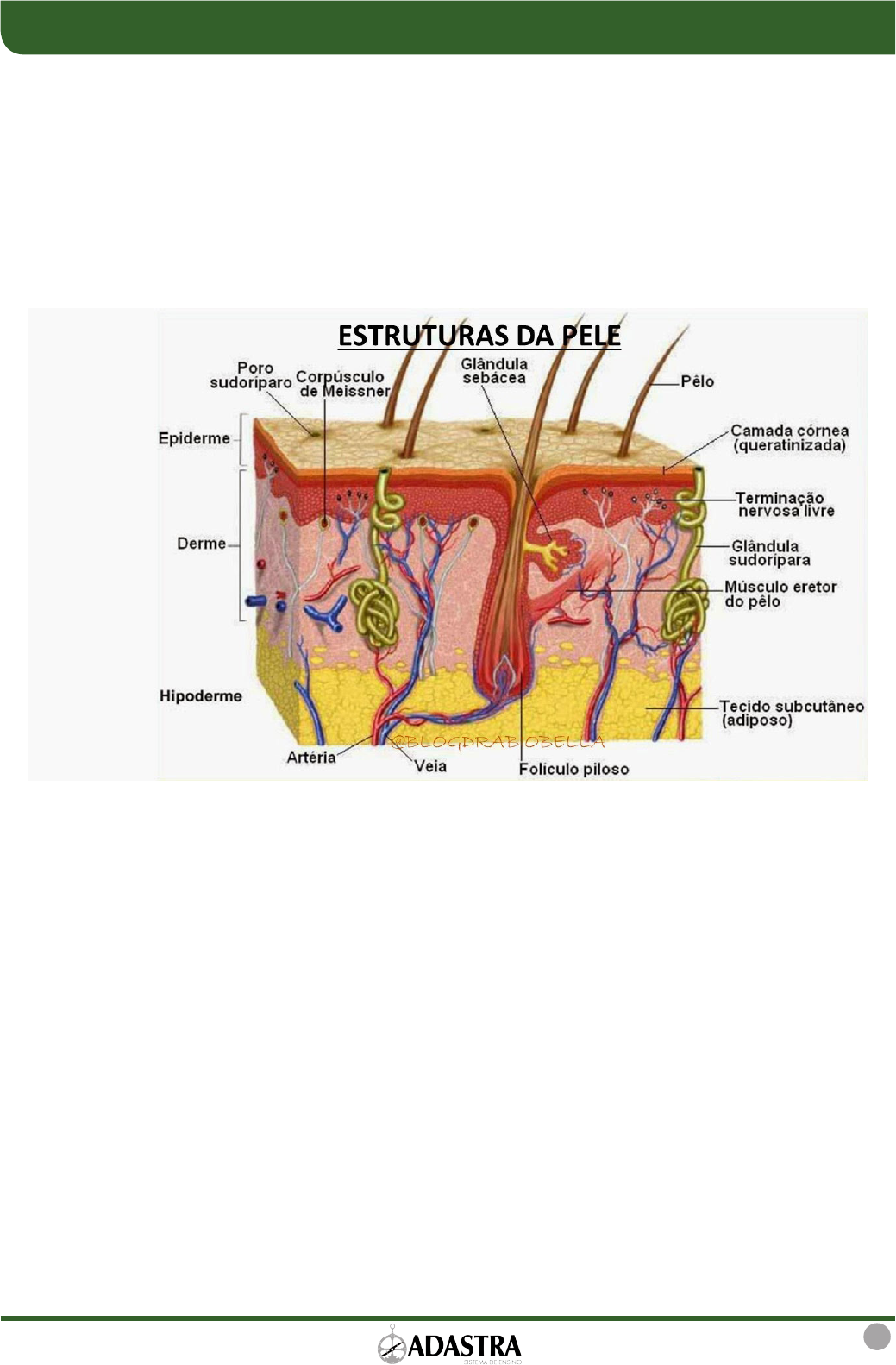 PORTFÓLIO: Tipos de Pele - Lipídica / Alipídica / Mista / Eudermica