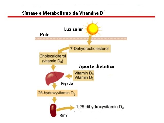 Metabolismo Vitamina D