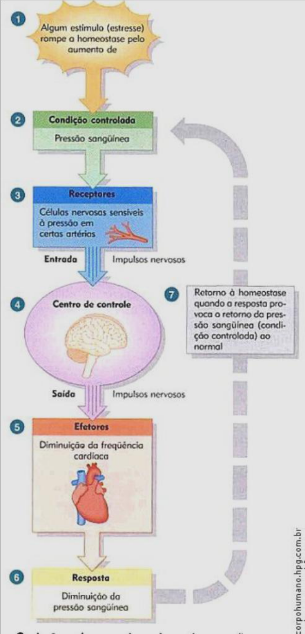 Exemplos De Ciclo De Feedback Positivo Feedback Positivo: O Que é,