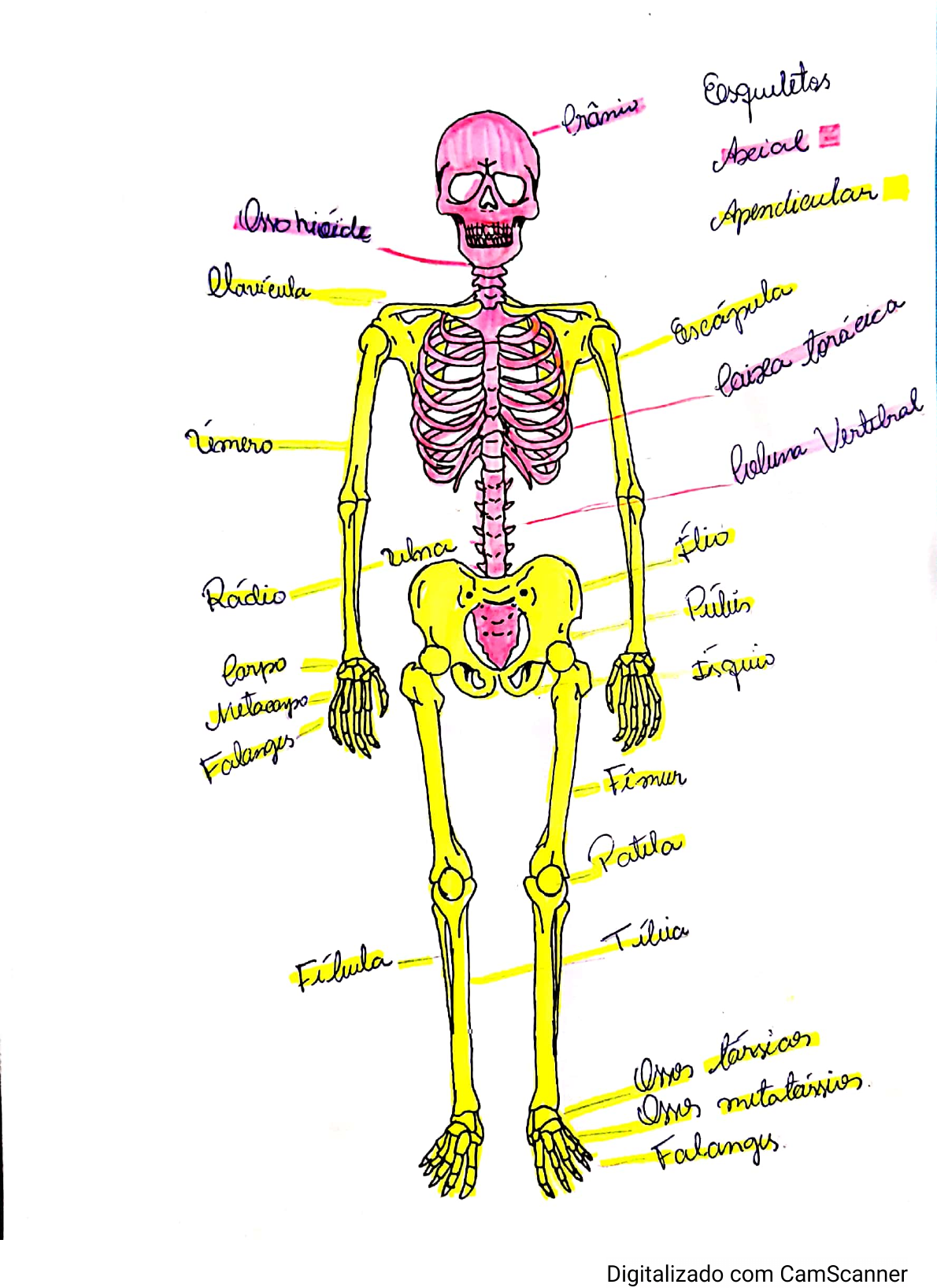 Esqueleto Axial E Apendicular Anatomia Anatomia Sistêmica