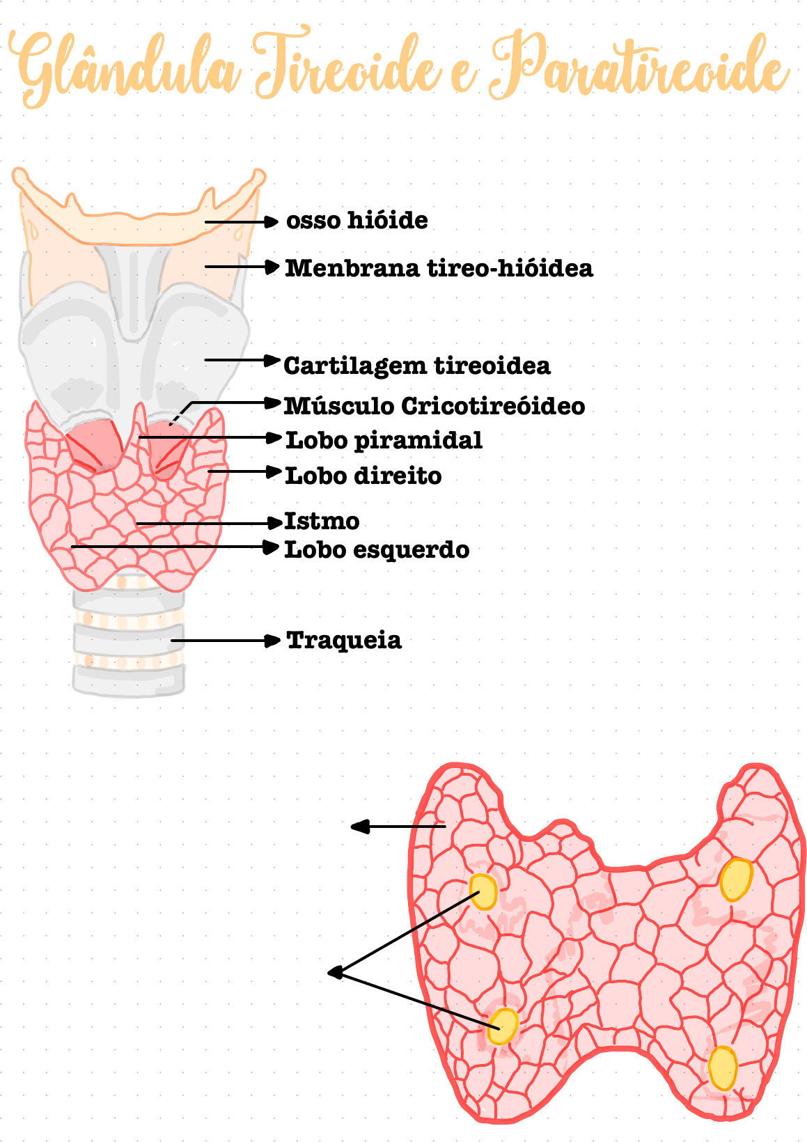 Glandula Tireoide E Paratireoide ENDÓCRINO
