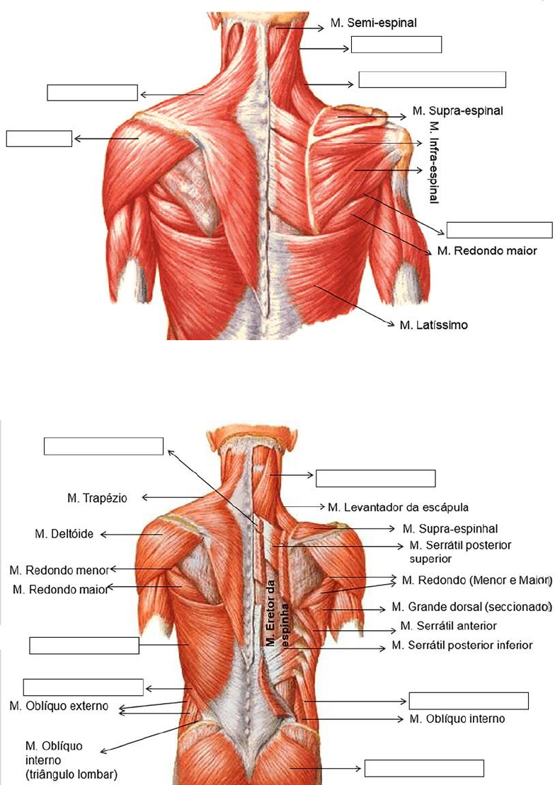 Grátis: Prática 1- Macroscopia - Material Claro e Objetivo em PDF para  Estudo Rápido, image size:784x1110