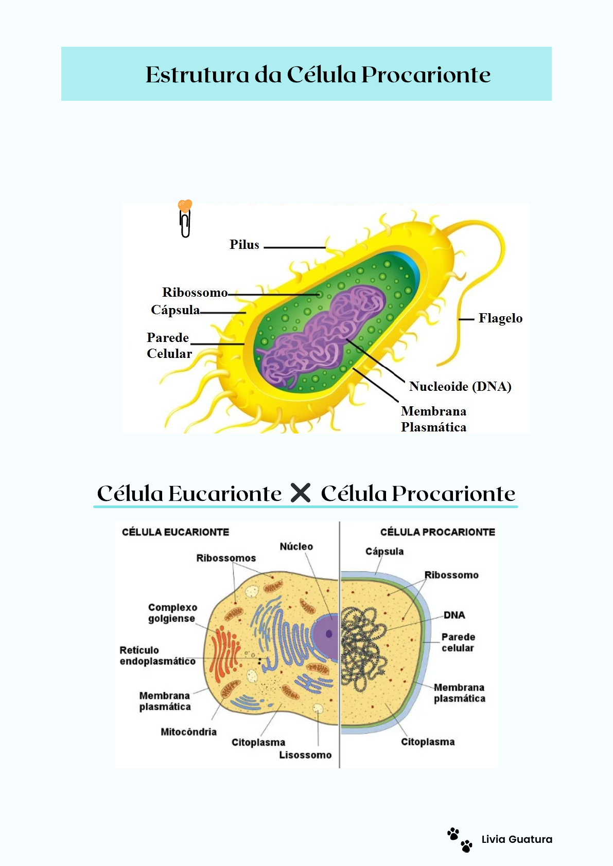 Estrutura Da Celula Procariotica Sob Microscopio