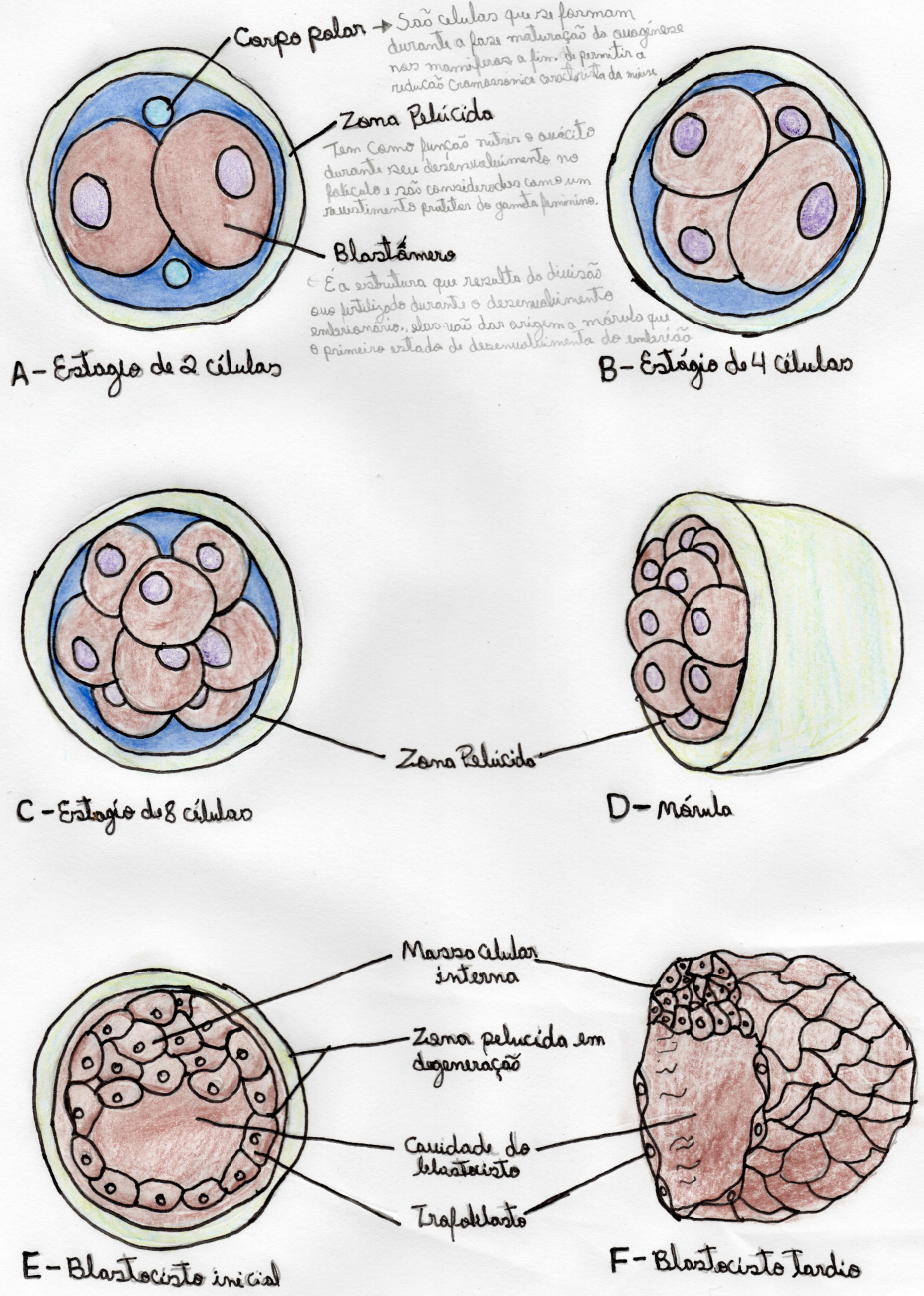 Mapa Mental Desenvolvimento Embrionário Ensino 2239