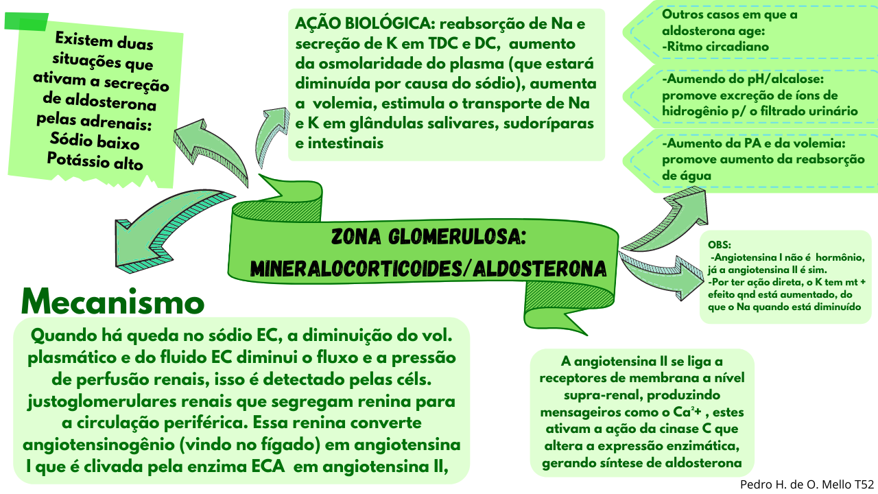 Mapa mental Aldosterona - Fisiologia I