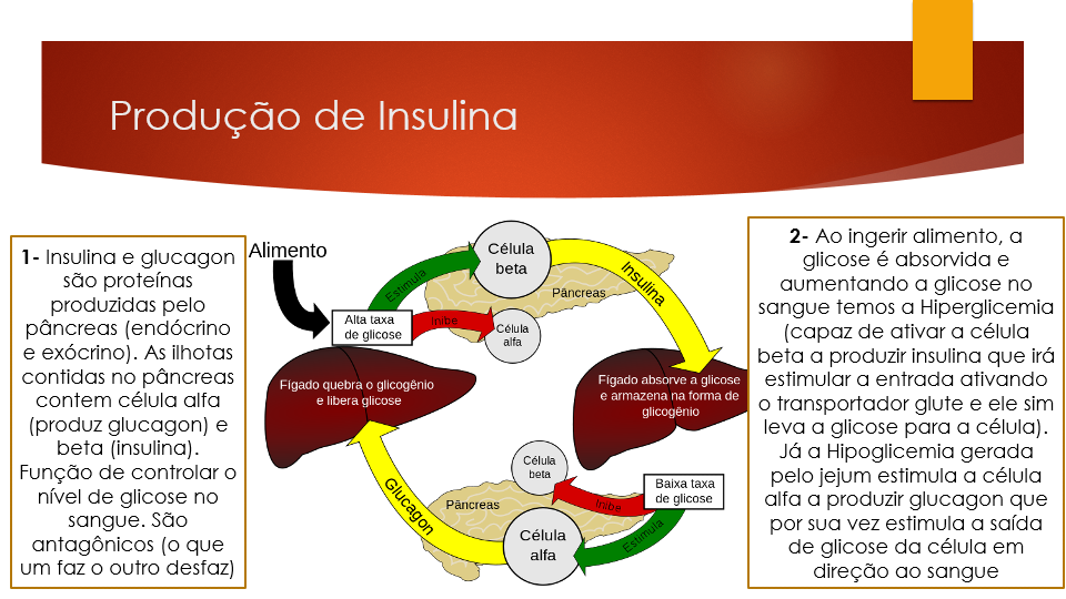 Produção de insulina - Bioquímica I