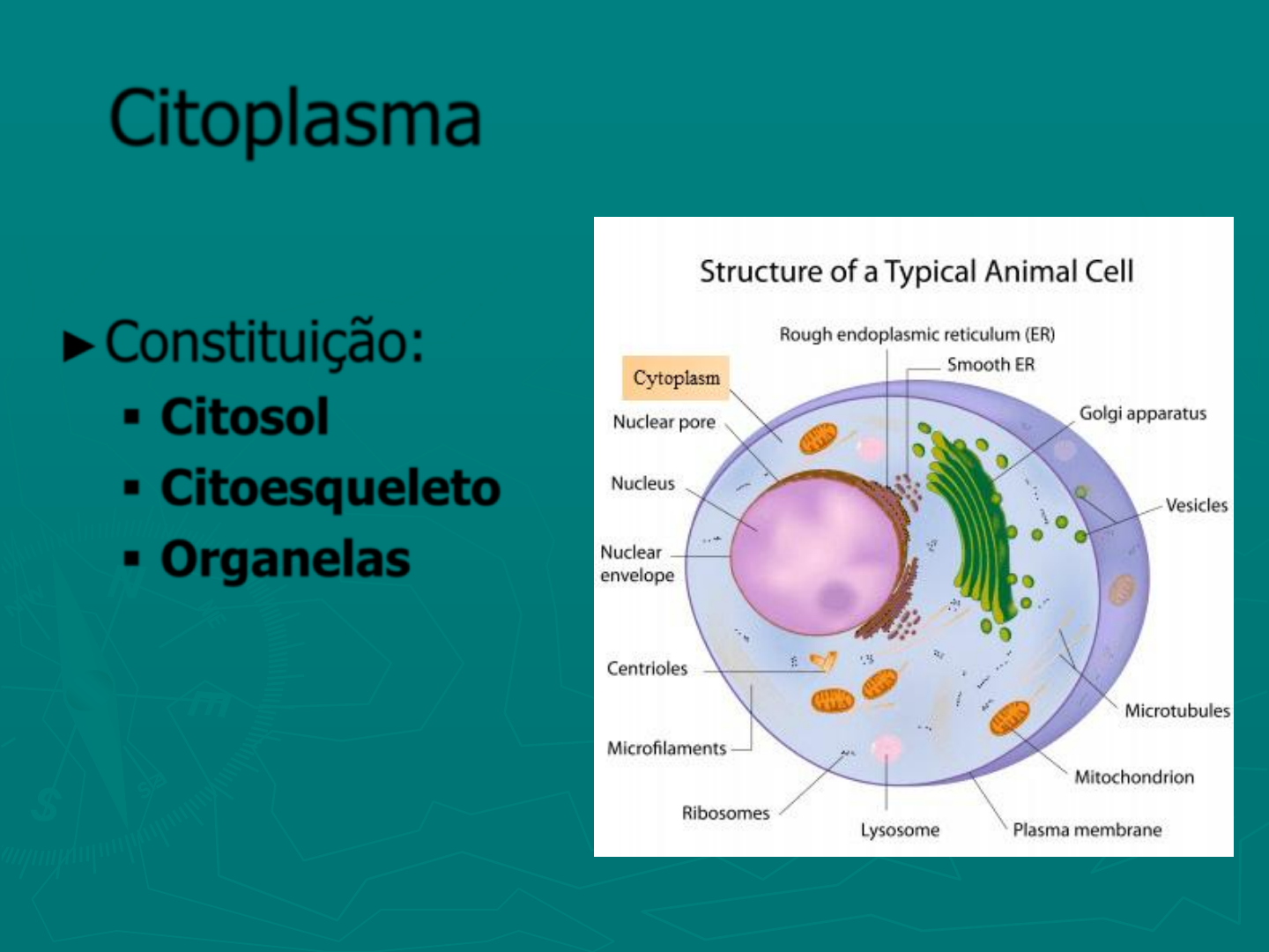 Aula Citoesqueleto Biologia 2054