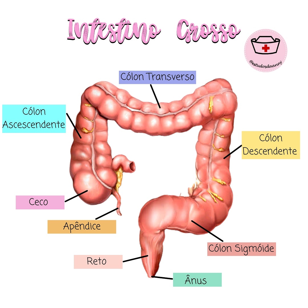 anatomía del intestino