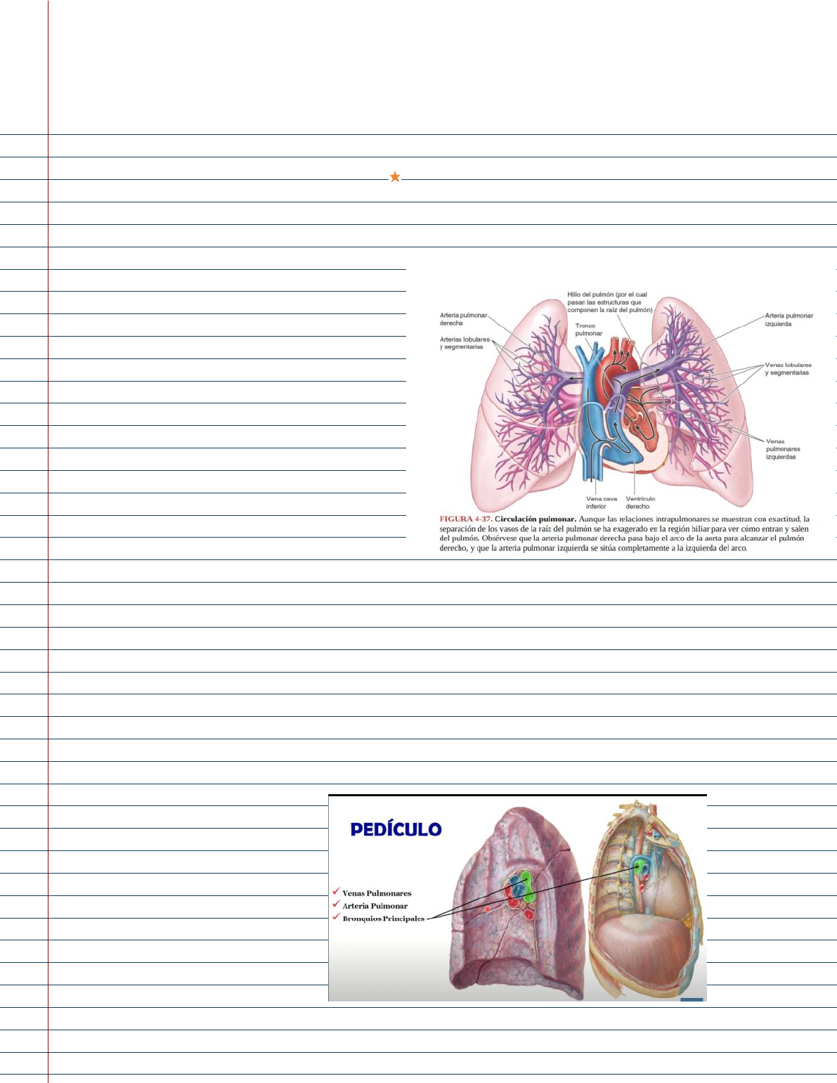 anatomía de la arteria pulmonar derecha